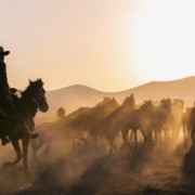 horse ranch